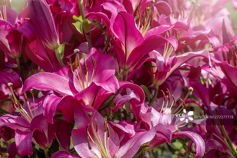 美丽的，充满活力的粉红色，夏季花百合'Brusago百合在柔和的阳光图片素材