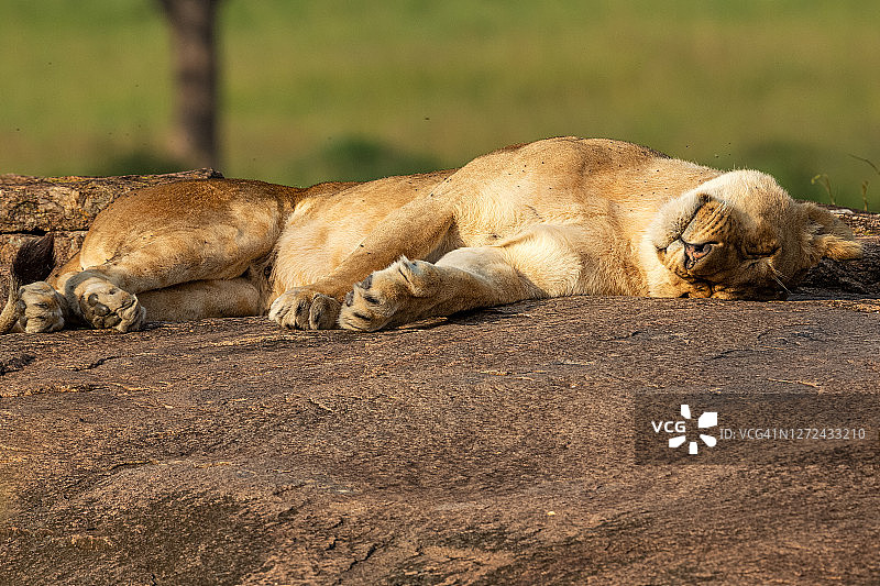年轻的狮子在野外休息图片素材
