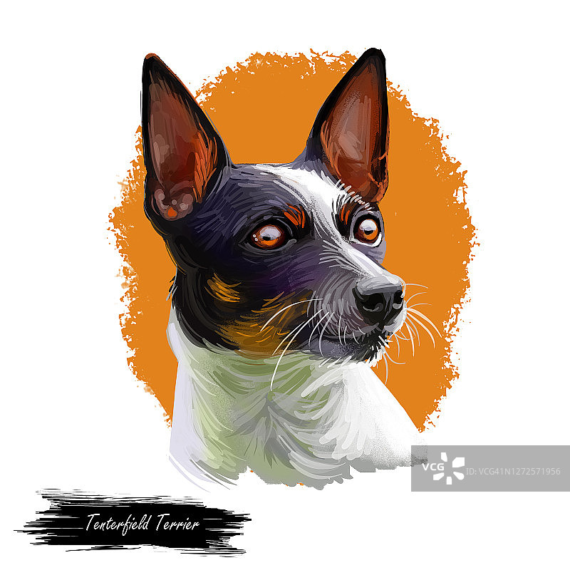 Tenterfield梗狗肖像孤立在白色。数码艺术插图，动物水彩画手绘狗为网。光滑的短毛，白色和黑色图片素材