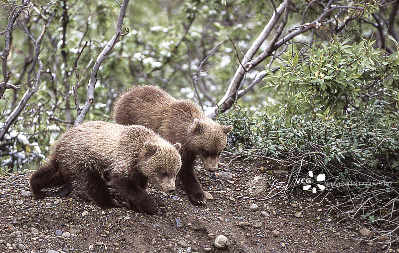 两个野生灰熊幼崽的特写图片素材