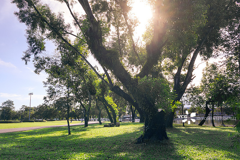 阳光透过公园的绿树图片素材