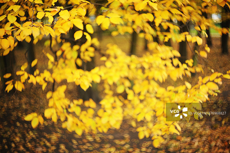 秋天从黄叶中模糊了背景。秋天的叶子在太阳上。秋天模糊背景。图片素材
