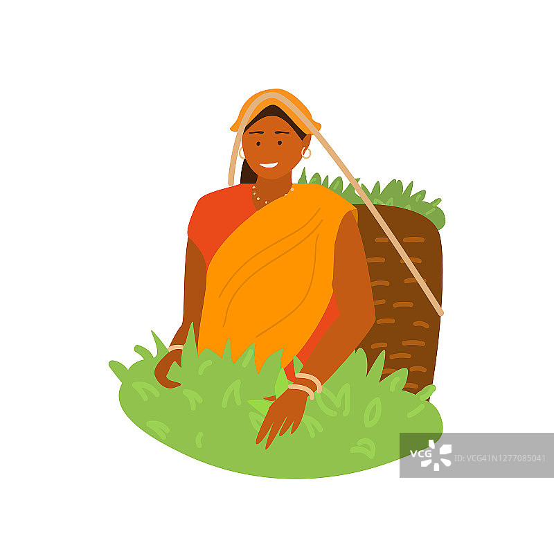 印度妇女采茶图片素材