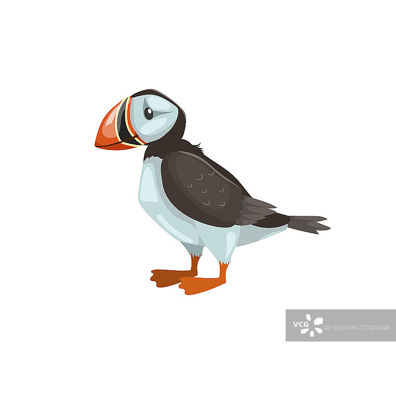 角嘴海雀的鸟。卡通平面设计。北极鸟矢量图。孤立在白色背景上。图片素材