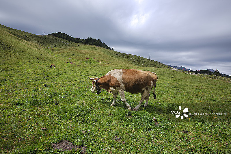 牛，草和牛奶图片素材