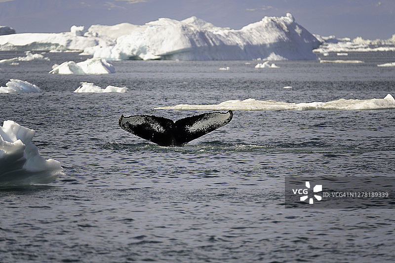 座头鲸的尾巴从冰山中露出来图片素材