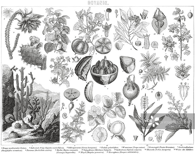 古老的植物雕刻插图，植物学图片素材