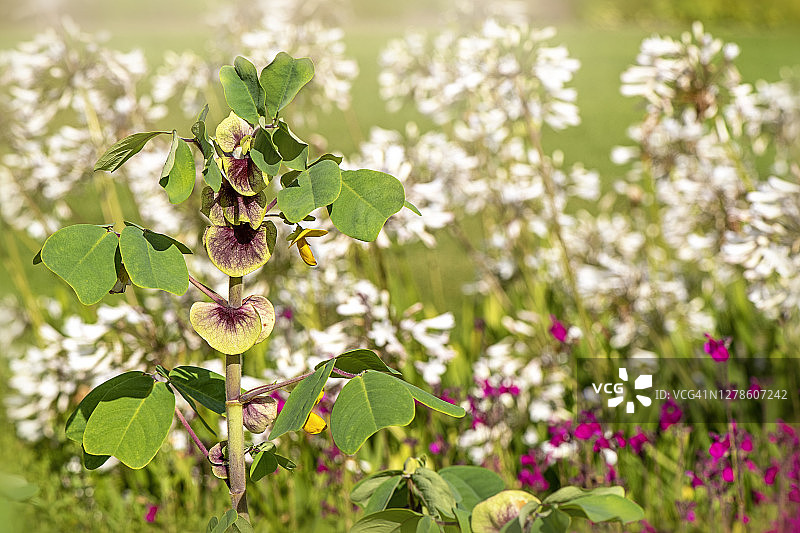 蜜花，被称为轭叶蜜花在夏季花园图片素材