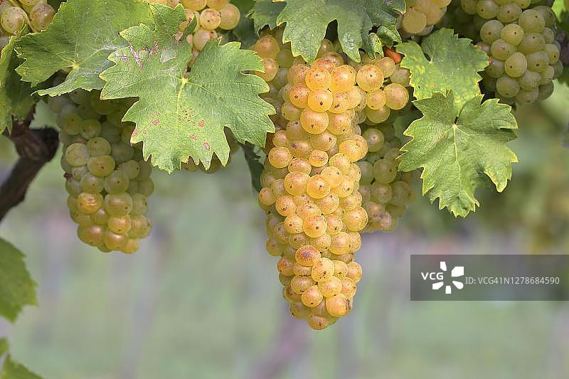 韦尔施里斯林葡萄，成熟的葡萄，国家公园纽西德勒See，布尔根兰，奥地利图片素材