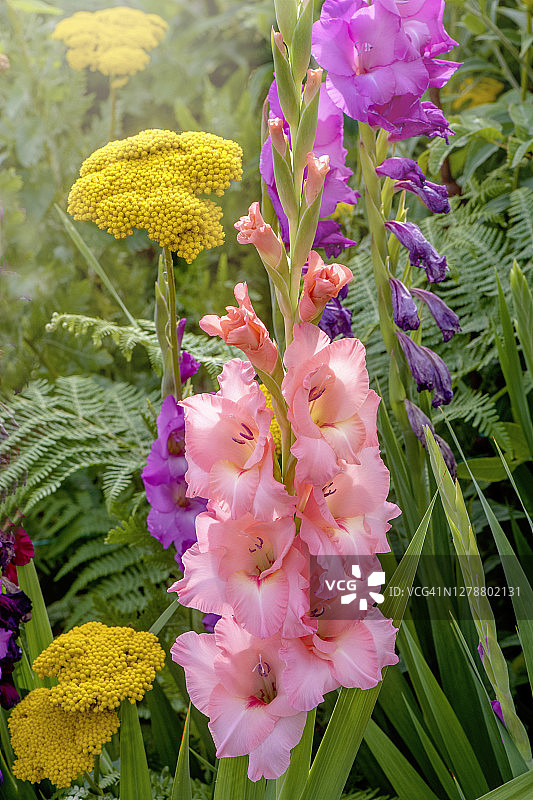 美丽的粉红色剑兰花在英国花园夏天的边界图片素材