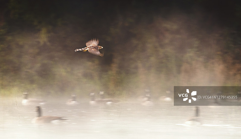 在宾夕法尼亚州切斯特县，Coopers鹰在对抗迷雾温暖的光飞行图片素材
