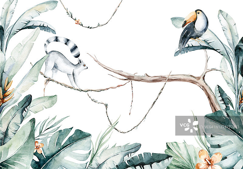 水彩丛林插图的狐猴和巨嘴鸟在白色的背景。马达加斯加动物园内奇异的狐猴动物。热带设计海报图片素材