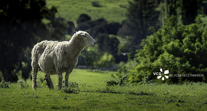 新西兰清晨，一只绵羊站在草地上，看着以模糊的绿色森林为背景的东西图片素材