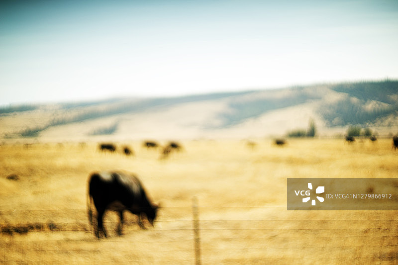 牛在牧场上吃草，柔焦点图片素材
