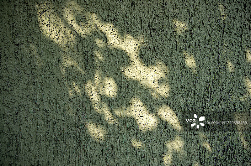 树叶的影子在建筑外墙灰泥墙漆成浅卡其绿色图片素材