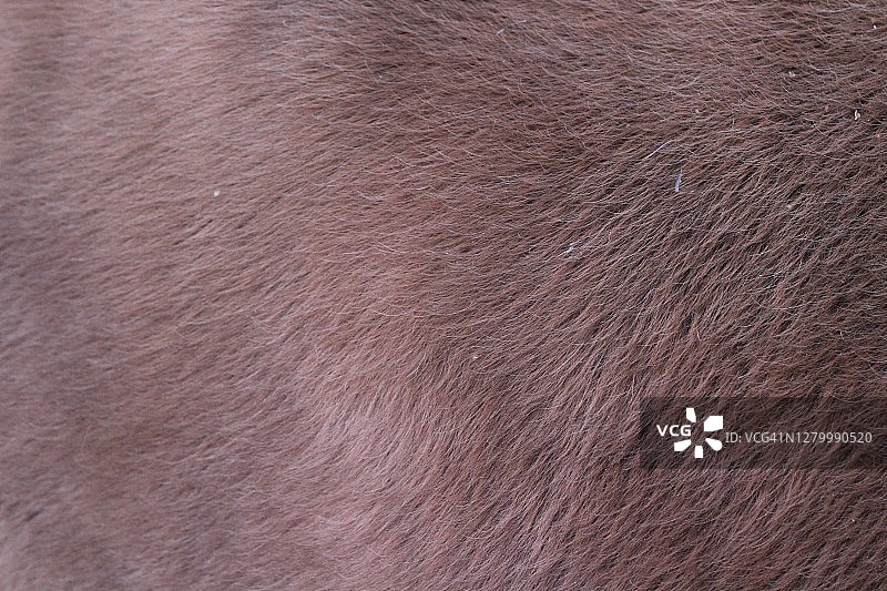 动物毛皮背景蓬松的毛茸茸的牛毛图片素材