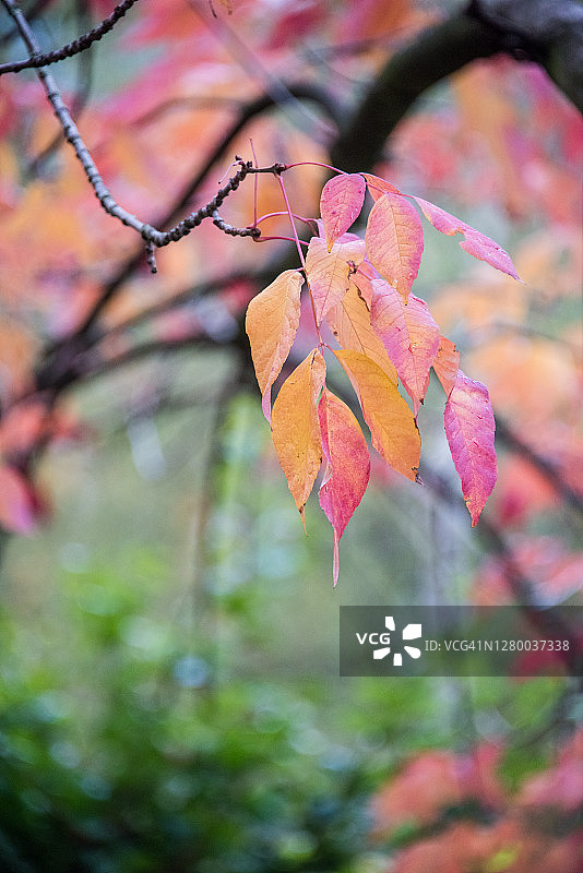 秋天漆树的叶子图片素材