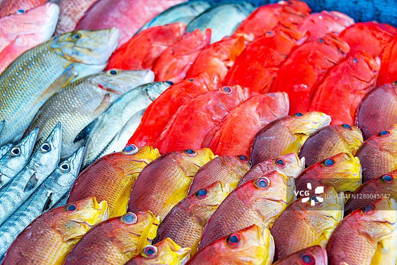 靠近斯里兰卡的市场摊位上的鱼图片素材