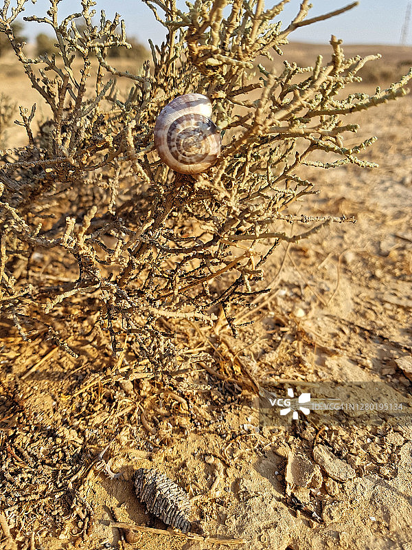 干旱和稀疏的生命，顶观棕色的皮萨纳灌木，秋天在内盖夫沙漠，垂直图片素材
