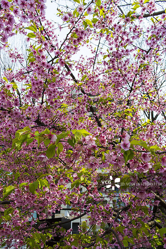 樱花盛开，东京，日本。图片素材