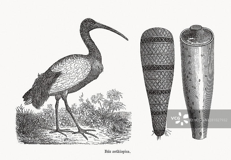 非洲神圣的朱鹭和埃及木乃伊，木刻，1893年出版图片素材