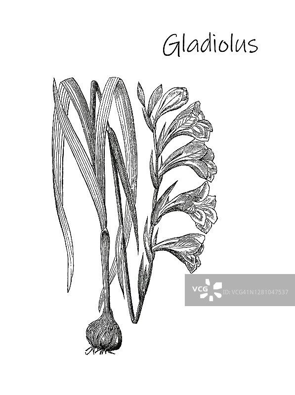 古老的植物学雕刻插图，剑兰-多年生，巨形开花植物图片素材