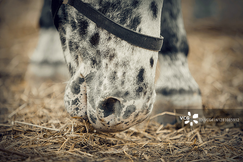 鼻子斑点马特写。马的口部靠近。运动的年轻马阿帕鲁萨颜色在勒瓦达笼头。图片素材