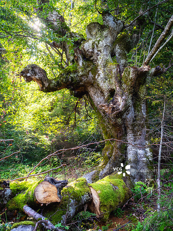 寂寞的老和粗糙的山毛榉树与砍下的树枝在夏季森林图片素材
