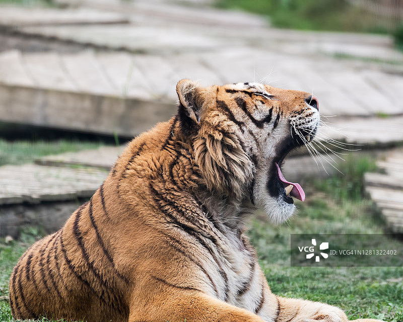 美丽的孟加拉虎在草地上休息时露出牙齿图片素材