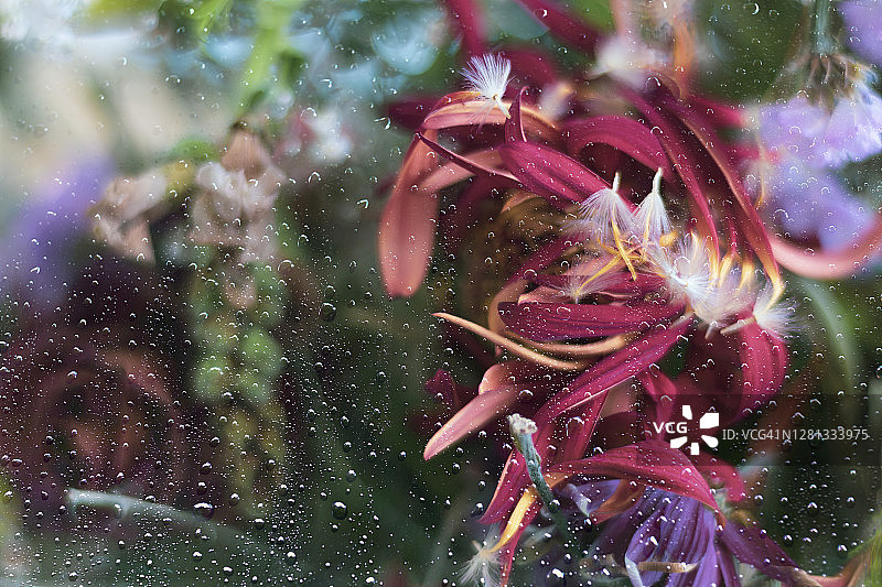 花后的玻璃覆盖着水滴图片素材