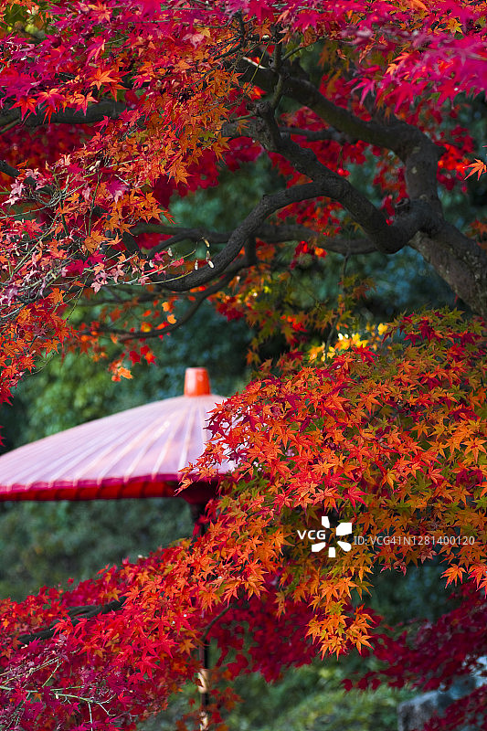 日本枫树的叶子图片素材