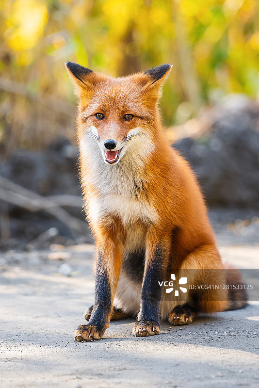 可爱的火红狐狸的肖像坐在石头上，背景是秋天的森林图片素材
