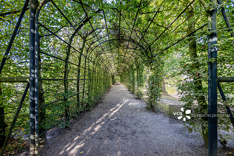 土路下的拱形棚架与树木与他们的树枝和绿色的叶子形成一个隧道与深的视角图片素材