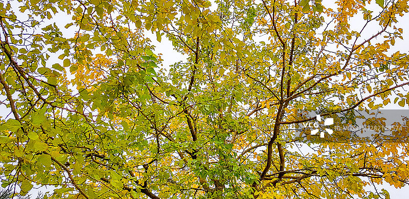 秋日桑树枝叶绿黄相间的背景图片素材