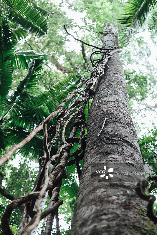 生长着藤蔓的茂密雨林图片素材