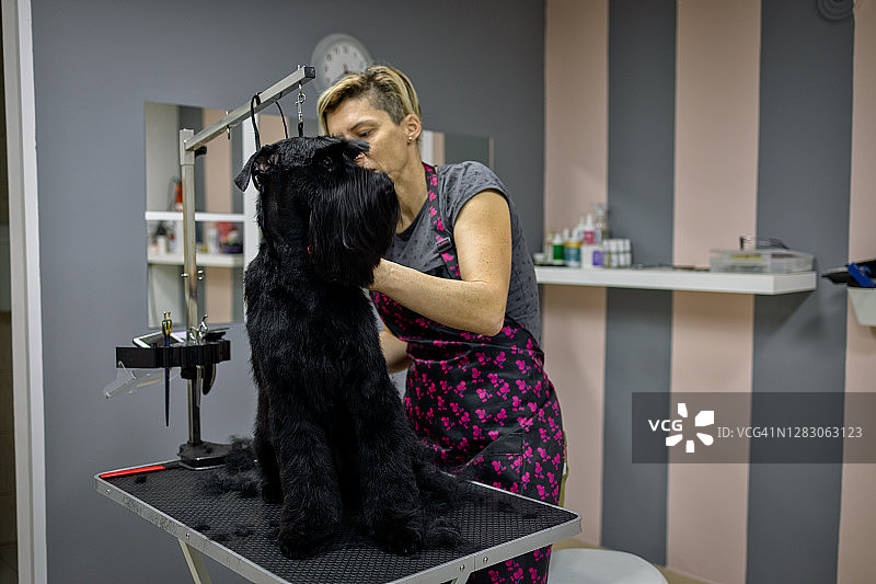 美容师正在给一只雪纳瑞犬梳头图片素材
