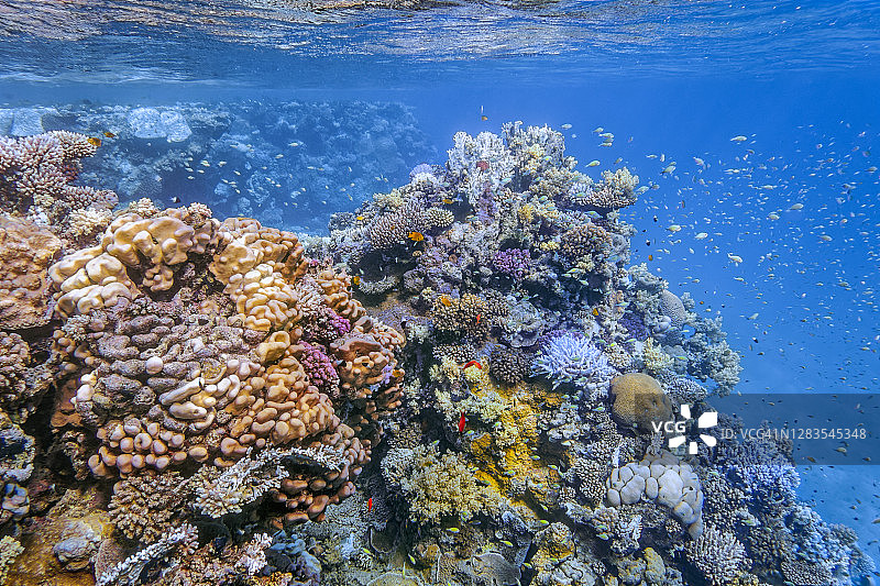 埃及红海拉哈米湾，马萨阿拉姆，美丽的珊瑚礁上生活着许多热带小鱼图片素材