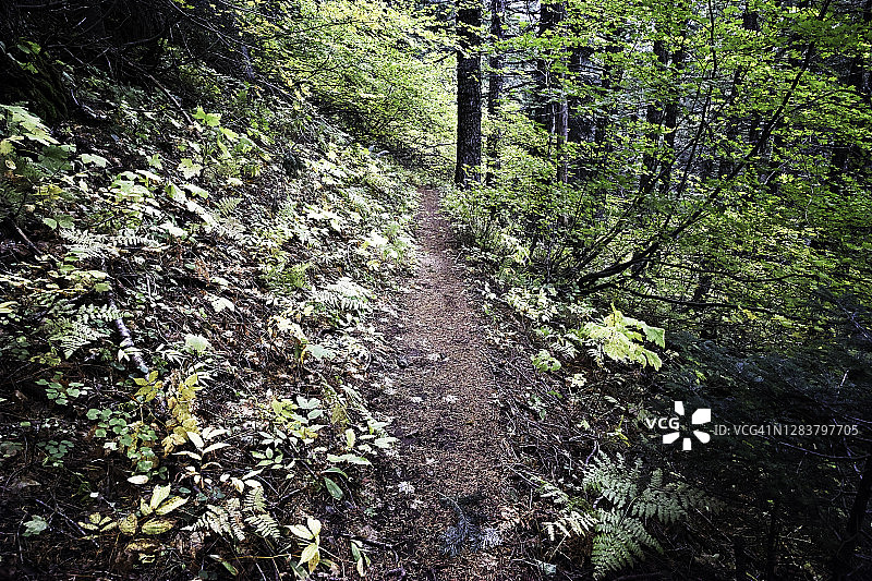 森林小径穿过秋天的荒野图片素材