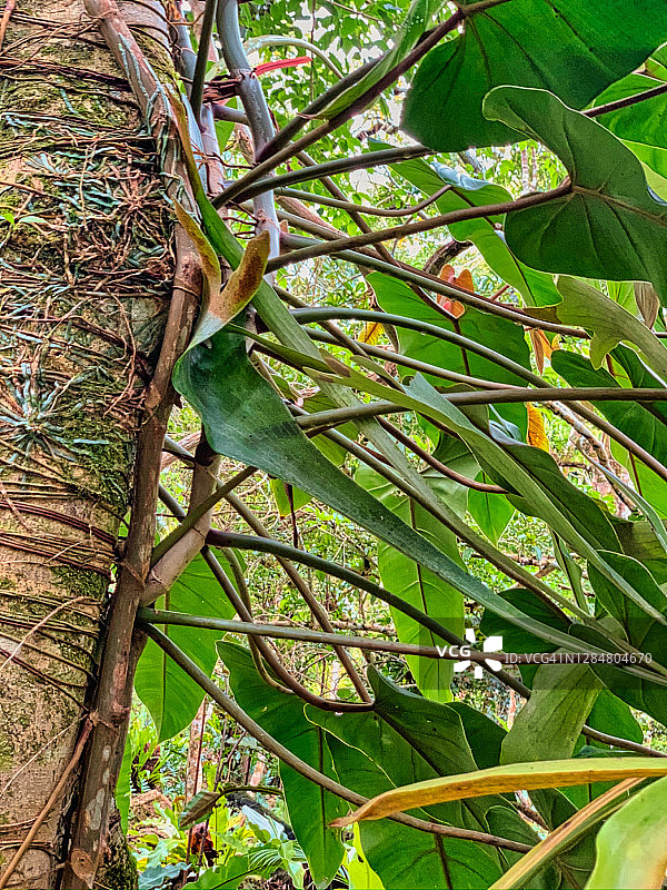 蓬莱蕉叶丛林。图片素材