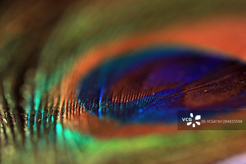 极端近距离的孔雀尾巴羽毛显示细节和标记在充满活力的颜色图片素材