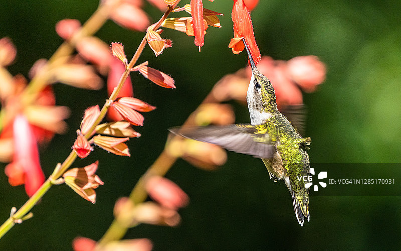 红宝石喉蜂鸟-纽约图片素材