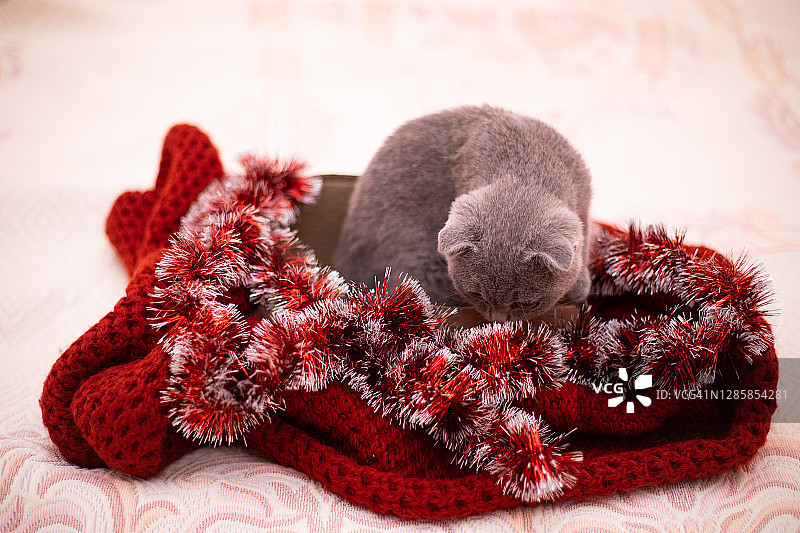 圣诞节的猫。肖像小猫玩节日的红色背景。小猫坐在盒子里。概念可爱可爱的宠物猫。2021年圣诞节的猫。苏格兰折耳猫。小猫戴着红色的花环图片素材