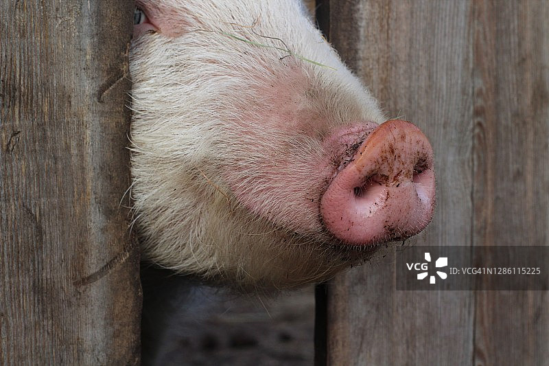 猪小猪。一个有趣的粉红色猪鼻子从木制的猪圈篱笆后面向外看图片素材