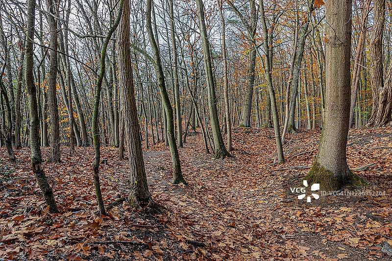 光秃秃的树，细干的树干，丰富的干叶覆盖地面和它们之间的一条小径，这是秋天的阴天图片素材