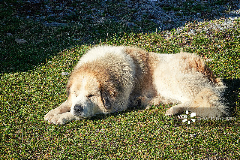 在特兰西瓦尼亚的阿普西尼山上，一只狗在阳光下睡觉。图片素材