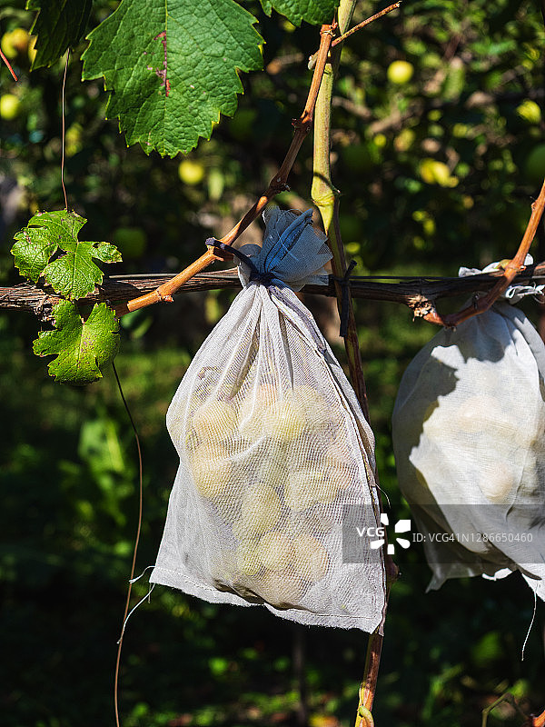 葡萄藤上挂着一串串白色的葡萄，上面覆盖着布，以防止黄蜂和苍蝇叮咬图片素材
