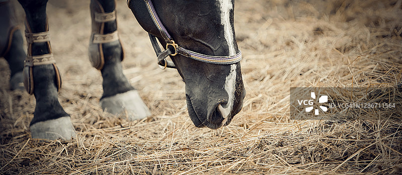 口吻黑马和脚在膝盖骨特写。肖像的一个年轻的运动马与一个白色沟在他的口吻。图片素材