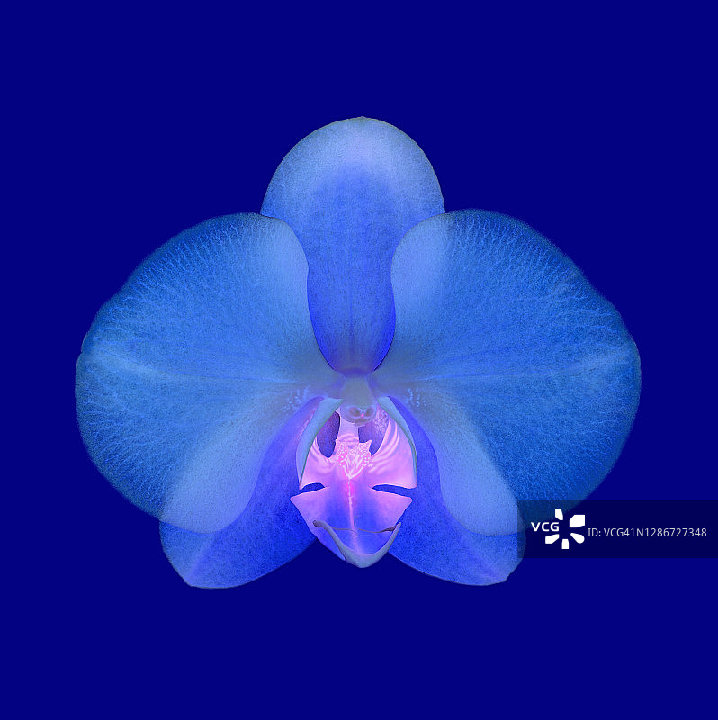 蓝紫飞蛾兰，蝴蝶兰，上蓝。图片素材
