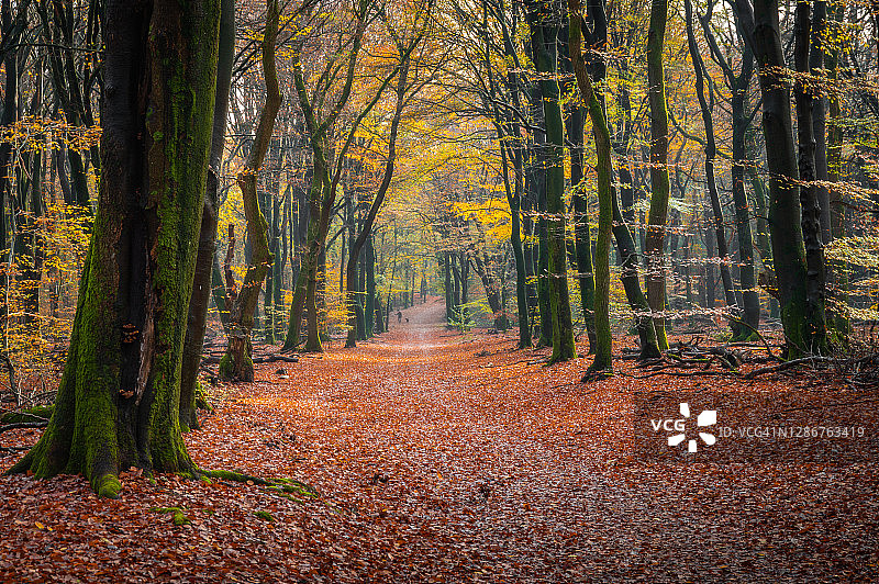 漫步在秋天的森林里图片素材