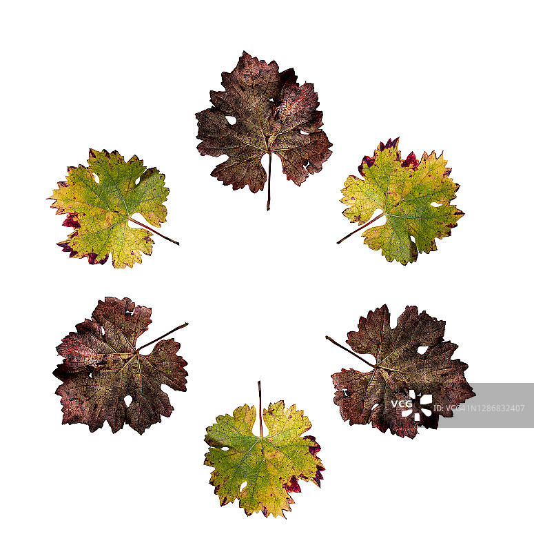 完整的框架，特写葡萄藤与干燥的叶子在秋天形成一个圆圈在白色的背景。图片素材